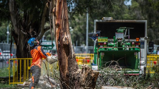 Tree removal works on Northbourne avenue to make way for the light rail earlier this year.