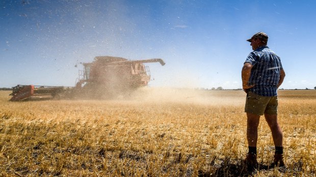 Dry run: Wheat farmer Leon Hogan on his property near Birchip. His crop harvest is down 80 per cent this year.