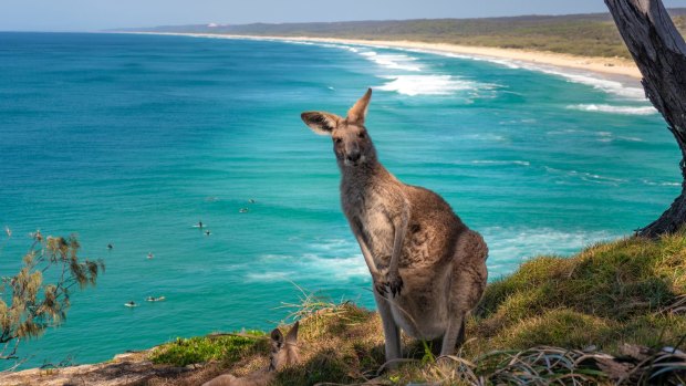 Kangaroo poses at North Stradbroke Island, Queensland.