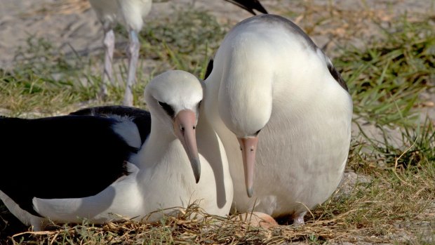 Wisdom with her mate Akeakamai tending to a previous egg in 2015. Laysan albatrosses mate for life.