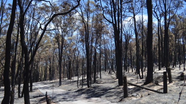 The devastating Parkerville fires of January 2014 were caused by the failure of a privately owned power pole.