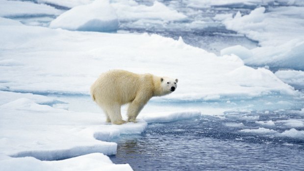 Polar bear on the edge of ice flow, preparing to jump in the water.  