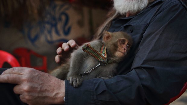 Gittoes' pet monkey, Tim Tam in the yard of the Yellow House in Jalalabad. 