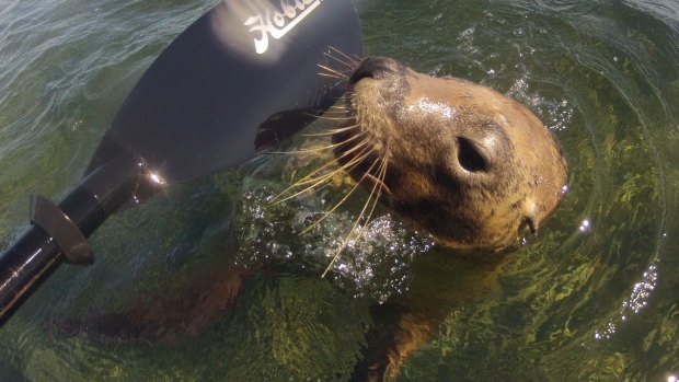 A playful sea lion interacts with a kayaker in the area immediately adjacent to the proposed development area.