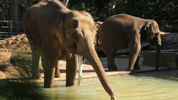 Asian Elephant Bong Su (L) and son Ongard are seen as Bong Su celebrates turning 40 at the Melbourne Zoo on August 3, 2014.