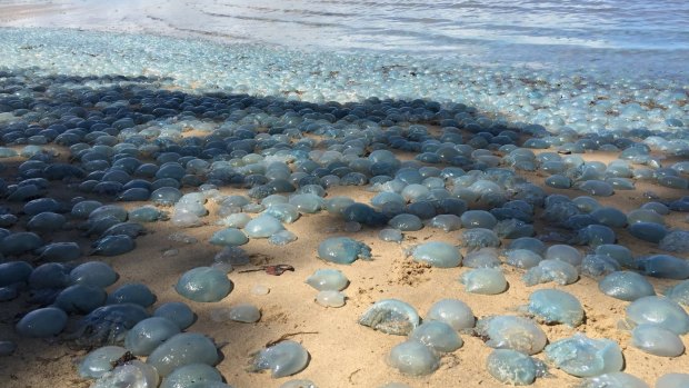Photographs show hundreds of jellyfish stranded at Deception Bay, north of Brisbane.