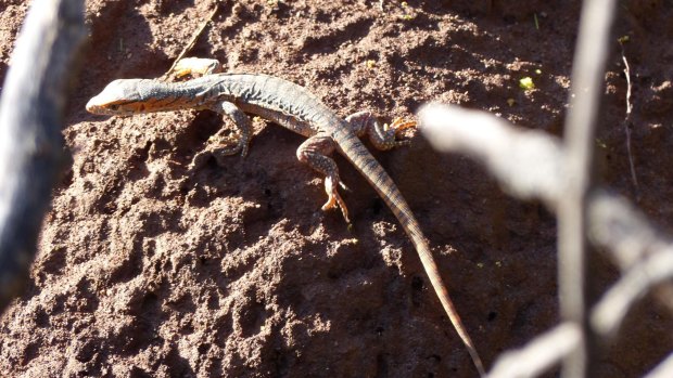 This Rosenberg's monitor might be small now but they can grow to 1.5 metres in length.