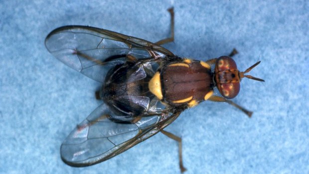 The Queensland fruit fly has placed Fremantle produce in quarantine.