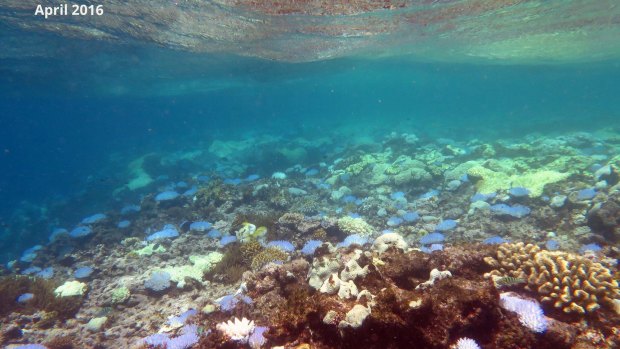 Extensive bleaching of Acropora corals on the reef crest of North Direction Island, April 2016.