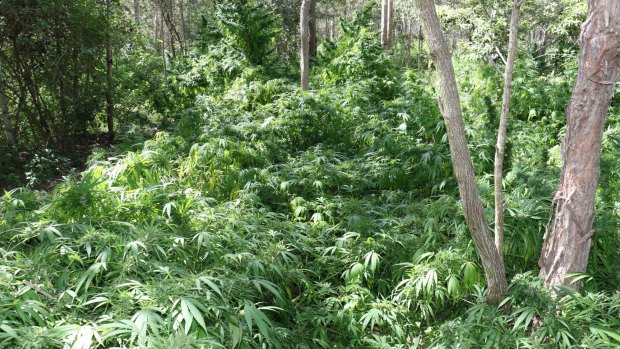 Police have found a large amount of cannabis plants during a raid west of Brisbane.