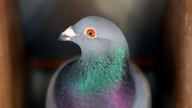 Fancy pigeons come in all shapes sizes.
