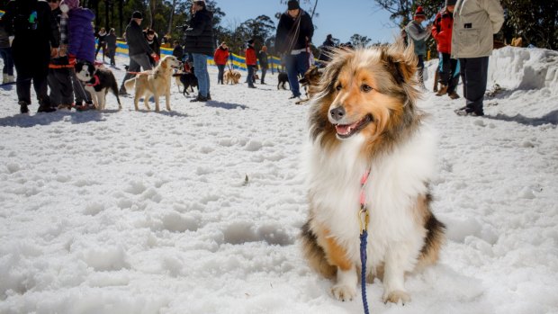 Lily the shetland sheepdog at Corin Forest's recent Snow Dogs day. 