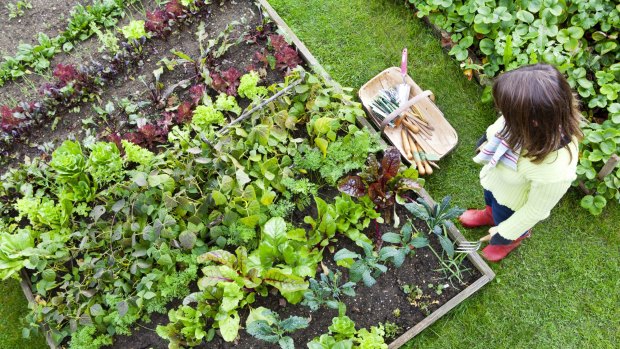 Could Canberra find space for more community gardens?