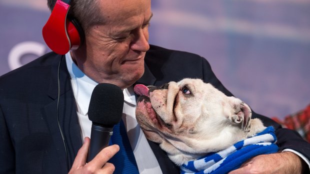 Federal Opposition Leader Bill Shorten with Matilda, his 3-year-old bulldog on Nova radio.
