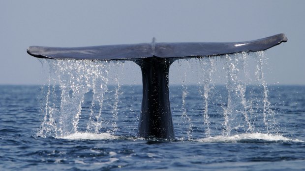 An adult blue whale (Balaenoptera musculus) dives.