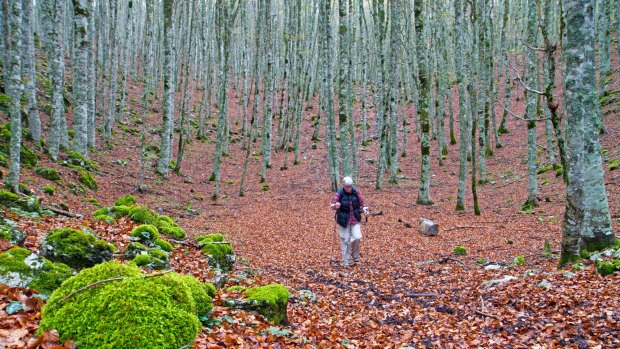 Hiking through autumnal beech forest on the Pollino massif.
