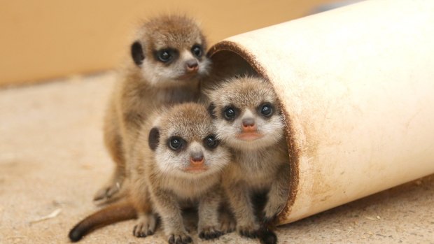 Taronga Zoo has welcomed its largest litter of meerkats ever, with keepers monitoring the progress of six playful pups.