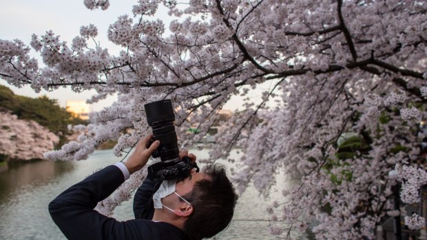 A tourist takes a photograph of cherry blossom trees at Chidorigafuchi, in Tokyo.