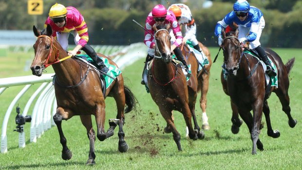 Home town hope: Darts Away wins the Highway Handicap at Rosehill in November.