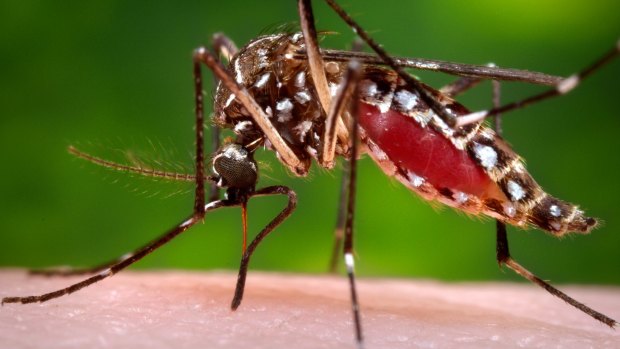 There were a record number of Ross River virus notifications in 2015.