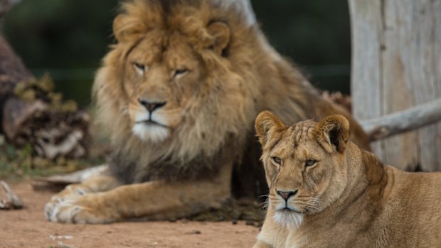 The International Union for the Conservation of Nature estimates that trophy-hunting tourists legally kill some 600 lions each year in Africa.