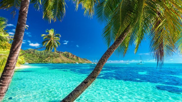 Palm trees on the island of Moorea, Tahiti. 