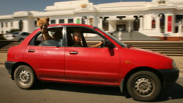 Honeycomb the alpaca with his owner Nils Lantzke cruising around Canberra in 2006.