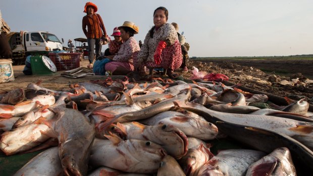 Fish unloaded near Siem Reap, Ton Le Sap Lake, in Cambodia. 