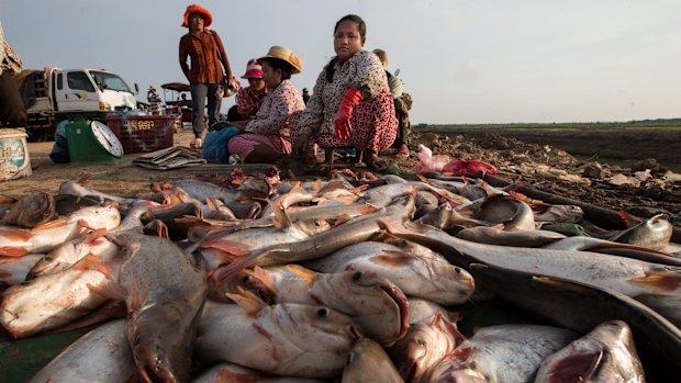 Fish unloaded near Siem Reap, Ton Le Sap Lake, in Cambodia. 