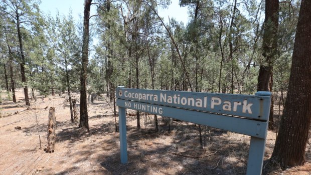 A man was found chained to a tree in the Cocoparra National Park near Griffith on January 19.