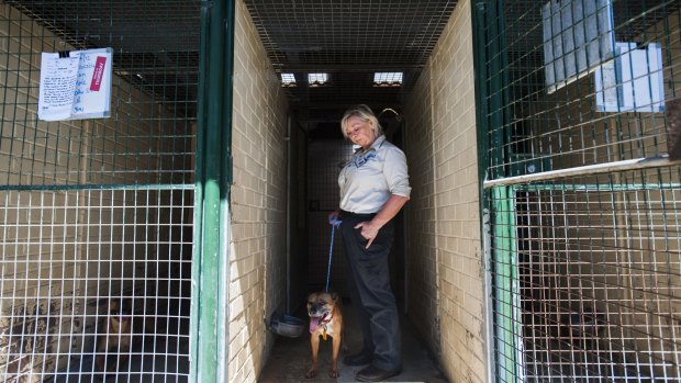 ACT Domestic Animal Service manager of ranger services Eva Cawthorne says a large number of pets  are impounded or surrendered over the festive season.