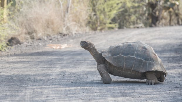 The island's Giant Tortoise Breeding Centre has successfully re-introduced more than 2000 tortoises back into the wild.