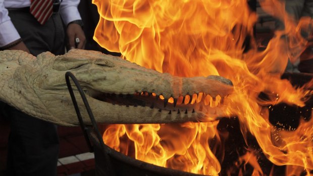 An Indonesian police official and forestry ministry conservation officers burn the head of a crocodile during  extermination of crime evidence of protected animals in Jakarta last week.