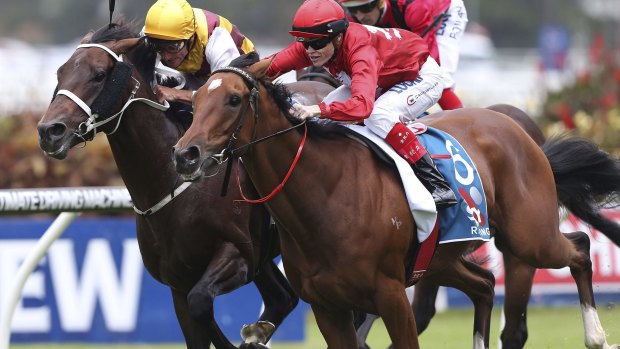 Ready to go: Volkstok'n'barrell will race the Memsie Stakes at Caulfield on Saturday, the first group 1 of the season.