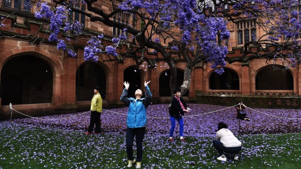 The famous jacaranda tree has been uprooted.