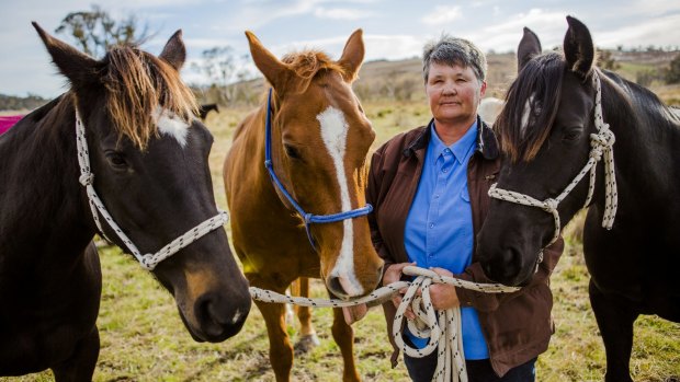 Jane Hedges with her Australian stock horses Starlight, Darby, and Rhythm. They were among a herd of 11 animals which were set loose after vandals smashed a lock at Rose Cottage agistment paddocks.