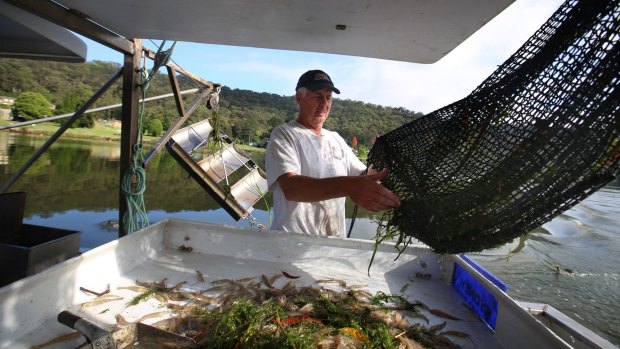 Hawkesbury River fisherman Gary Howard catching school prawns using low impact methods. Among the best rated by Greenpeace are these prawns from the Hawkesbury.