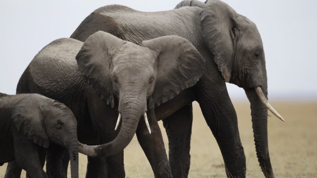 A family of elephants walks after cooling themselves in a pond during a census at the Amboseli National Park, 290km south-east of Kenya's capital Nairobi, in 2013.