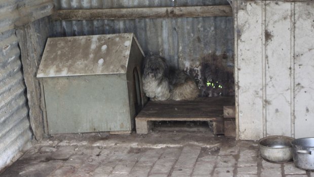 Scenes of horror: More than 175 dogs were removed from the Adelaide Hills puppy factory by the RSPCA.