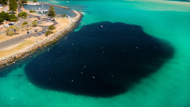 The giant school of pilchards at the entrance to Wallis Lake.