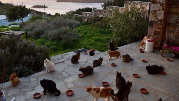 God's Little People Cat Rescue on the island of Syros, Greece, posted an ad on Facebook looking for someone to care for about 70 cats.