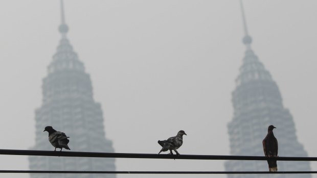 Pigeons on a power cable near Malaysia's landmark structure, Petronas Twin Towers, shrouded with haze in Kuala Lumpur on Sunday. 