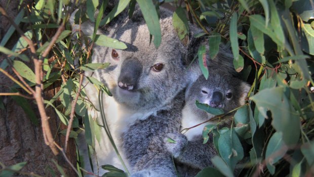 The Queensland government is outsourcing the analysis of koala population data.