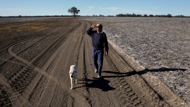 Nothing but blue sky, sadly: Charles Brett and dog Ella on a paddock of his property Kirribilli, which for the second year the farmer says is too arid to support any crops.
