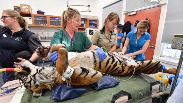 Sandbags hold Melbourne Zoo's female tiger Binjai in place as vet staff prepare to ultrasound her bladder.