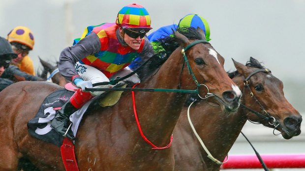 Leading the way: Craig Williams steers Jessy Belle to victory at Flemington on Saturday. 