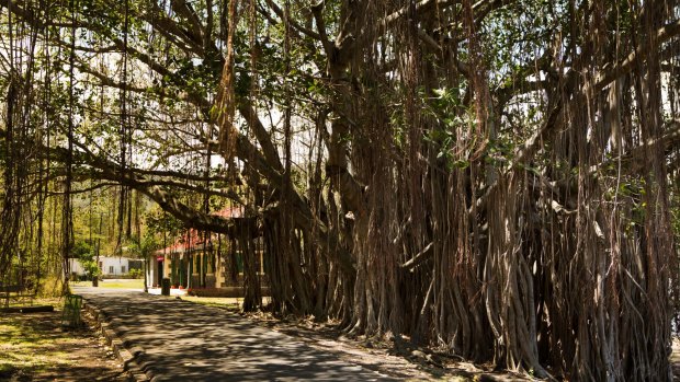 Banyan trees curtaining road, Mauritius.