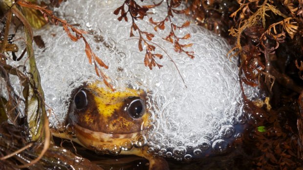 The first female Baw Baw frog found in the wild - surrounded by eggs at Melbourne Zoo. 