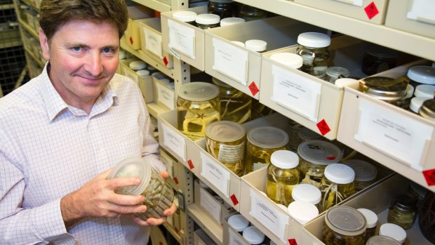 Museum Victoria curator Tim O'Hara with a specimen jar containing brittle stars.