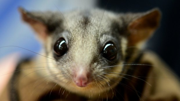 The mountain ash is home to the Leadbeater's possum, one of Australia's threatened small species.